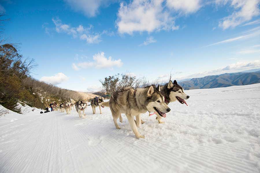 Mt Buller - sled dogs